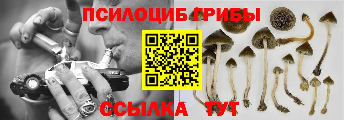 Псилоцибиновые грибы Cubensis Томск